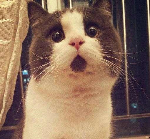 娱乐吃瓜酱三花猫的魅力,娱乐吃瓜酱的喵星人风采
