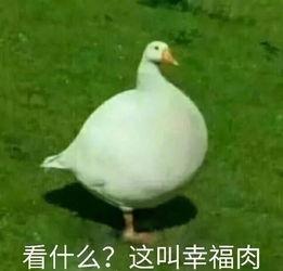 娱乐吃瓜鹅鸭视频大全,鹅鸭视频大全精彩回顾