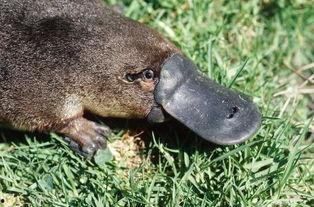 娱乐吃瓜酱鸭嘴兽,娱乐吃瓜酱的趣味揭秘之旅