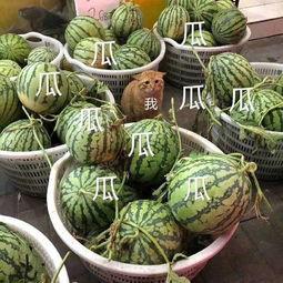 现在娱乐吃瓜,揭秘明星幕后故事