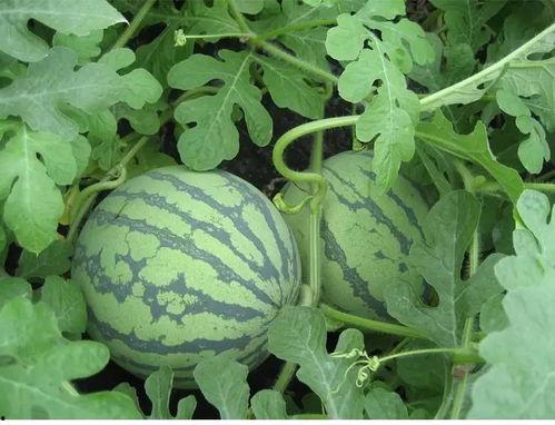 娱乐吃瓜姐白菜,白菜带你领略娱乐圈的瓜田乐趣